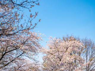 Cherry blossom at Namsan park, Seoul, South Korea.Blue sky background in summer season.