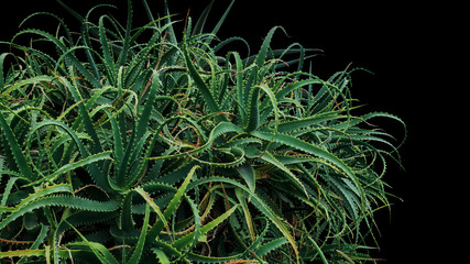 Aloe cactus succulent plant bush growing in wild isolated on black background, clipping path included.