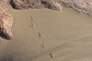 Bird steps on the yellow sand. Texture