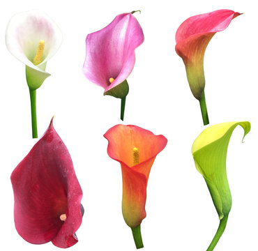 Fototapeta Calla Lilly Collection