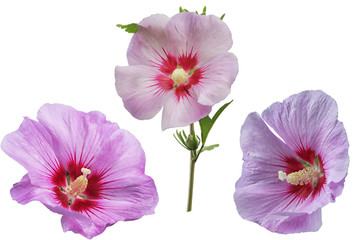 Naklejka premium Zestaw kwiat hibiskusa