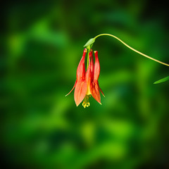 Naklejka na ściany i meble Eastern Red Columbine, Wild Columbine - Aquilegia canadensis, wildflower growiwng in Bemidji Minnesota
