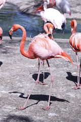 flamingo