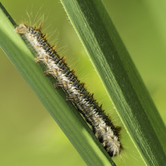 Insectes du marais de Montfort - Grésivaudan - Isère.