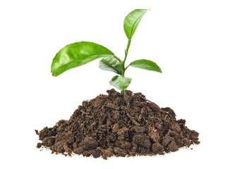 Young plant of pomelo in soil humus on a white background