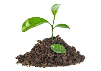 Young plant in humus isolated on white background