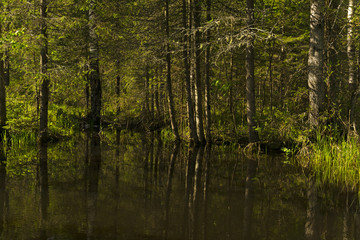 small shady forest lake with reflections of surrounding trees