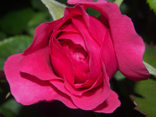 Blossoming Bud of a red rose. Flower blooming on a Bush. Red petals.