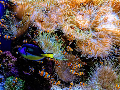 Unterwasser - Aquarium, Salzwasser, Doktorfisch, Clownfisch