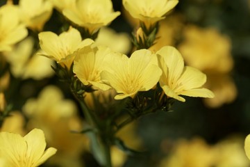 Golden flax (Linum flavum)