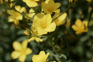 Golden flax (Linum flavum)