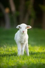 Papier Peint photo Lavable Moutons mignon petit agneau sur un pré vert frais