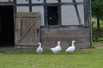 gänse auf einem bauernhof © lotharnahler