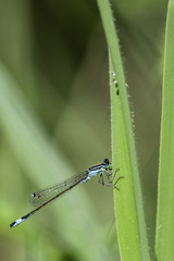 Insectes du marais de Montfort - Grésivaudan - Isère.