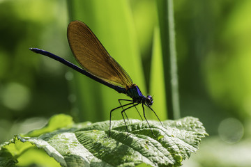 Insectes du marais de Montfort - Grésivaudan - Isère.