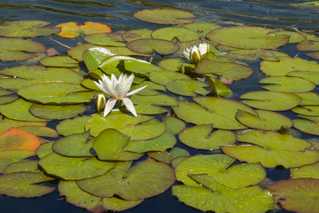 White water Lily growing in the pond
