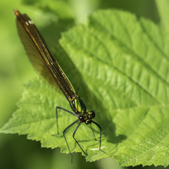 Insectes du marais de Montfort - Grésivaudan - Isère.