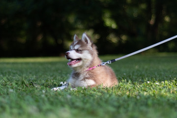 Dog_002