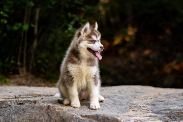 Obraz premium Dog_002
