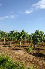 Fototapeta na wymiar vineyard plants in row