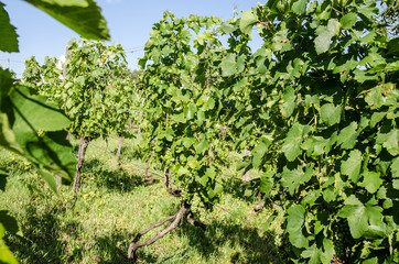 Fototapeta na wymiar green grape leaves in vineyard