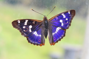 Petit mars changeant (Apatura ilia)