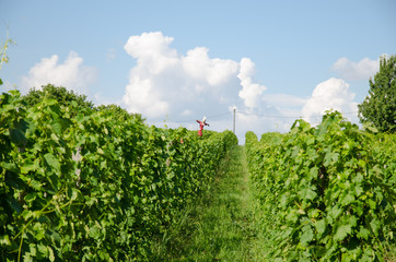 Fototapeta na wymiar views to the vineyard rows