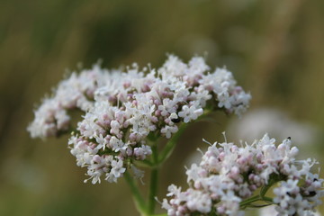 Fleur de valérianne