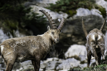 Bouquetins de Chartreuse - Isère.