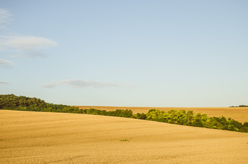 wheath field before harvest