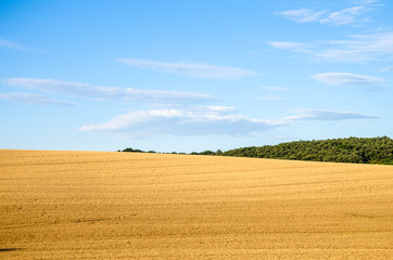 golden wheath field meadow
