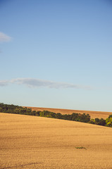 Obraz premium golden wheath field meadow