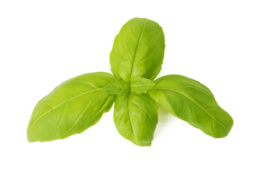 herbs and basil leaves isolated in white background