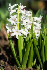 Common Hyacinth, Hyacinthus orientalis
