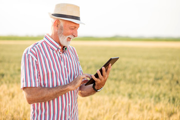 Naklejka na ściany i meble Smiling gray haired agronomist or farmer using a tablet while inspecting organic wheat field before the harvest.