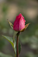 Not dismissed red rose