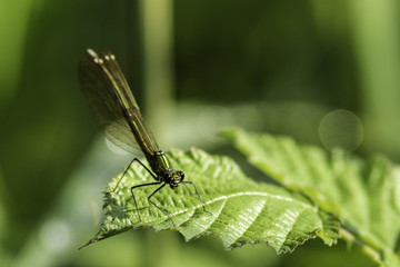 Insectes du marais de Montfort - Grésivaudan - Isère.