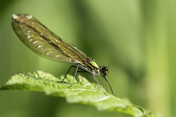 Insectes du marais de Montfort - Grésivaudan - Isère.
