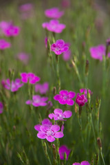 Fototapeta premium Carnation sandy - sunny day