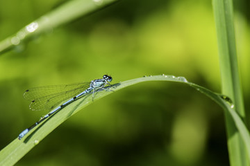 Insectes du marais de Montfort - Grésivaudan - Isère.
