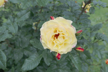 rose, flower, red, nature, garden, flowers, roses, love, beauty, green, beautiful, flora, plant, flowering, petal, floral, summer, leaf, petals