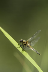 Insectes du marais de Montfort - Grésivaudan - Isère.