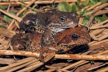 two frogs