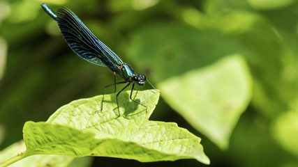 Insectes du marais de Montfort - Grésivaudan - Isère.