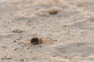 mother wolf spider or Lycosa singoriensis with a lot of babies on her back
