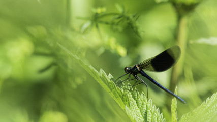 Insectes du marais de Montfort - Grésivaudan - Isère.