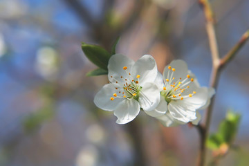 flowering fruit tree. toned. natural background.