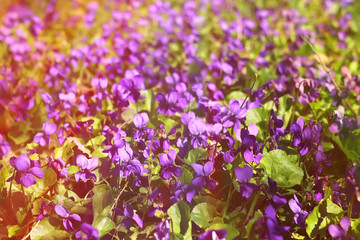 Naklejka premium a blooming glade of violets. toned. natural background.