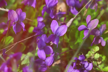 a blooming glade of violets. toned. natural background.