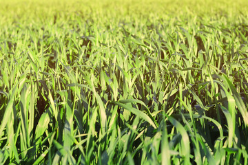 wheat plants on the field. toned. natural background.